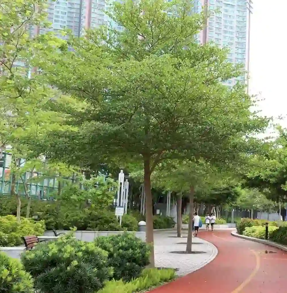 Tarrmariya Tree (તરમરિયા વૃક્ષ)